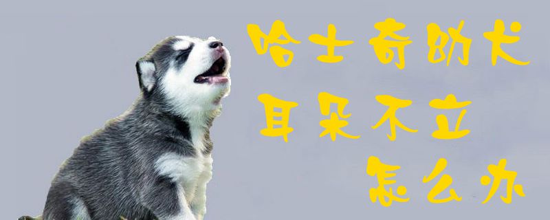 哈士奇幼犬耳朵不立怎么办