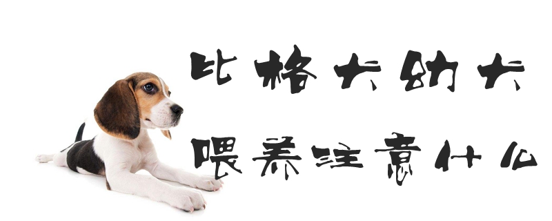 比格犬幼犬喂养注意什么