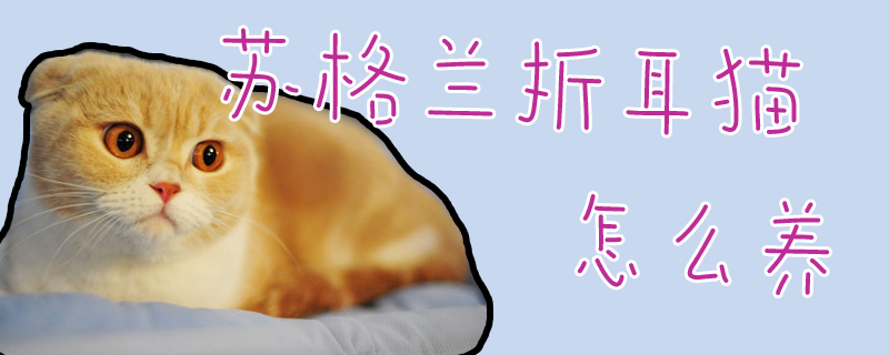 苏格兰折耳猫怎么养