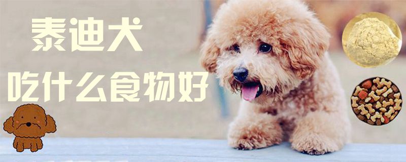 泰迪犬吃什么食物好