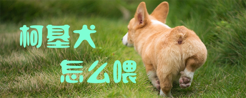 柯基犬怎么喂