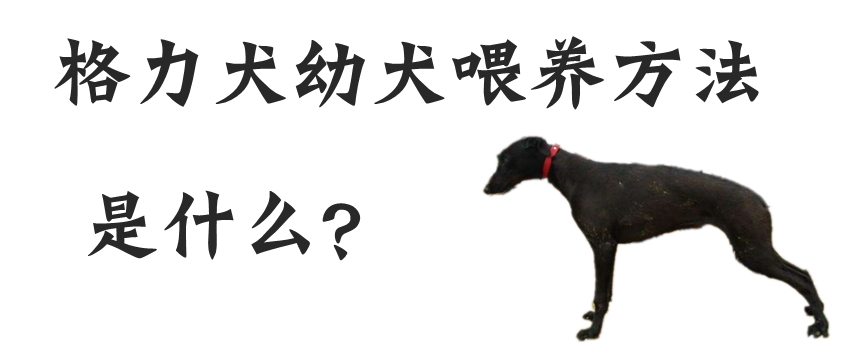 格力犬幼犬的喂养方法是什么