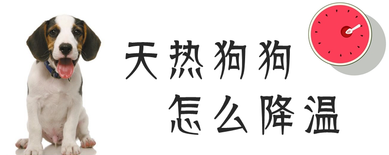 天热狗狗怎么降温