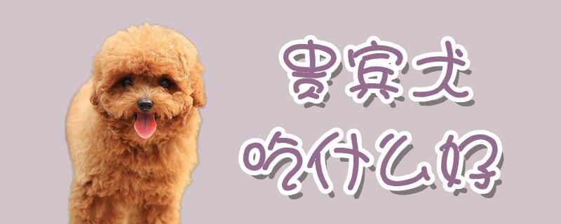 贵宾犬吃什么好