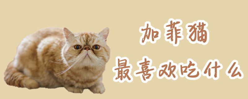 加菲猫最喜欢吃什么