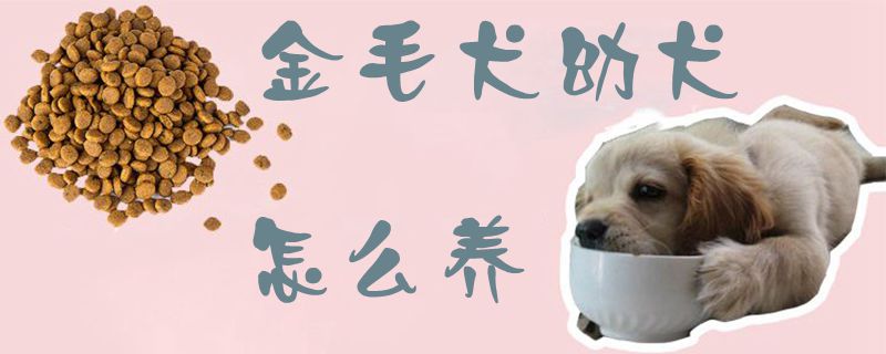 金毛犬幼犬怎么养