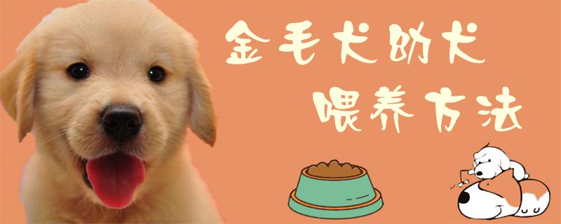 金毛犬幼犬喂养方法