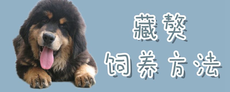 藏獒饲养方法