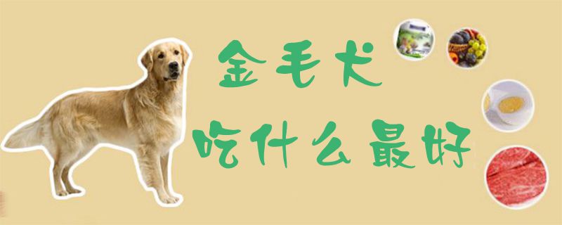 金毛犬吃什么最好