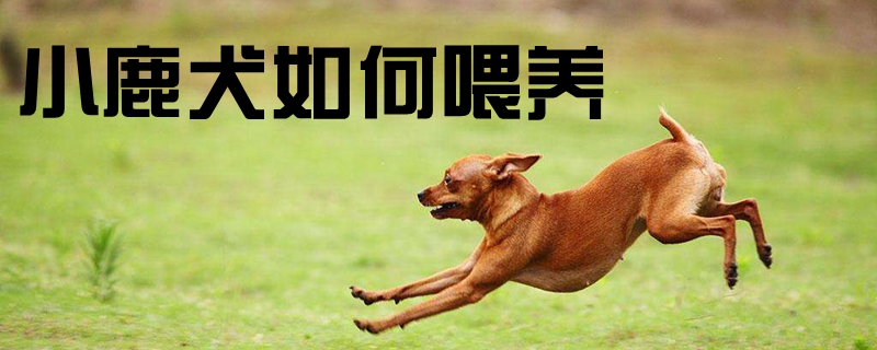 小鹿犬如何喂养