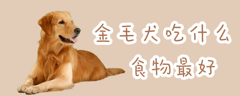 金毛犬吃什么食物最好