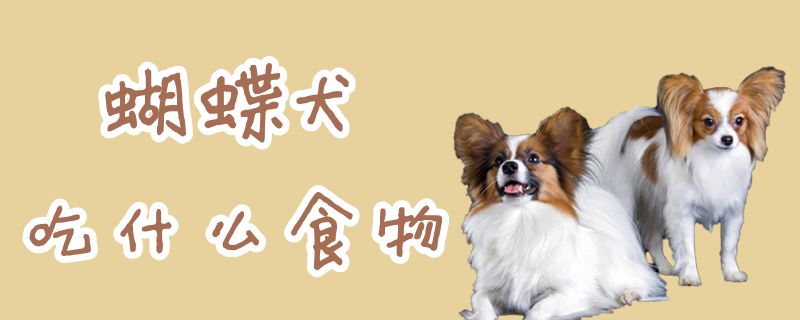 蝴蝶犬吃什么食物