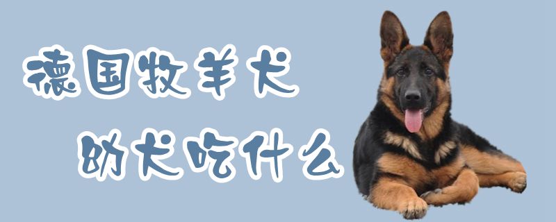 德国牧羊犬幼犬吃什么