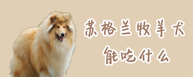 苏格兰牧羊犬能吃什么