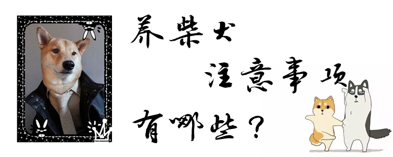 养柴犬注意事项有哪些