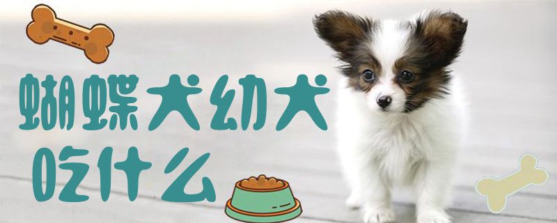 蝴蝶犬幼犬吃什么