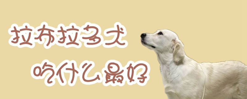 拉布拉多犬吃什么最好