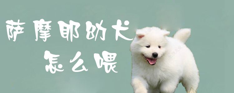 萨摩耶幼犬怎么喂