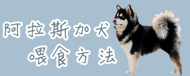 阿拉斯加犬喂食方法