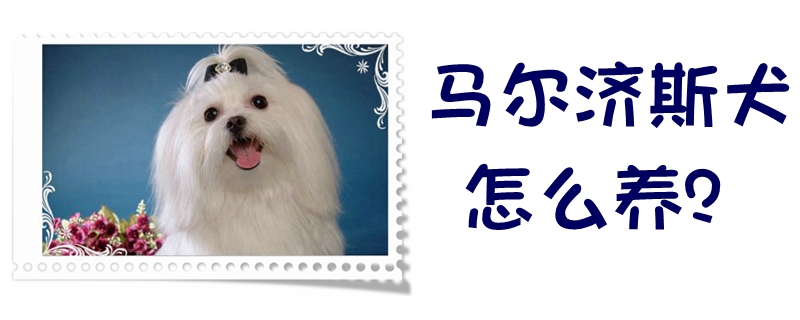 马尔济斯犬怎么养