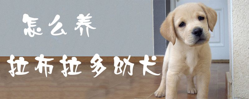 怎么养拉布拉多幼犬