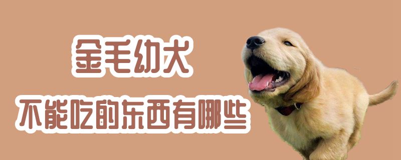 金毛幼犬不能吃的东西有哪些