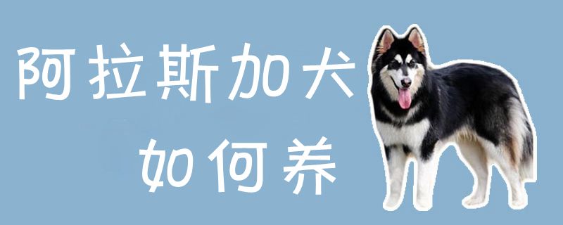 阿拉斯加犬如何养