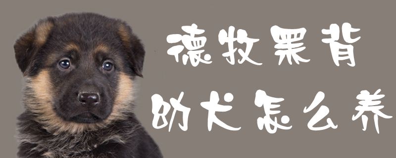 德牧黑背幼犬怎么养