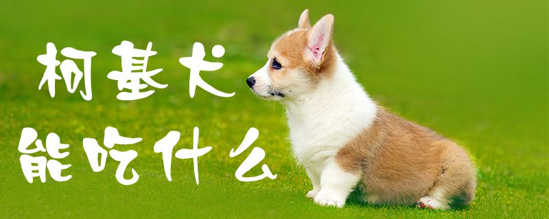 柯基犬能吃什么