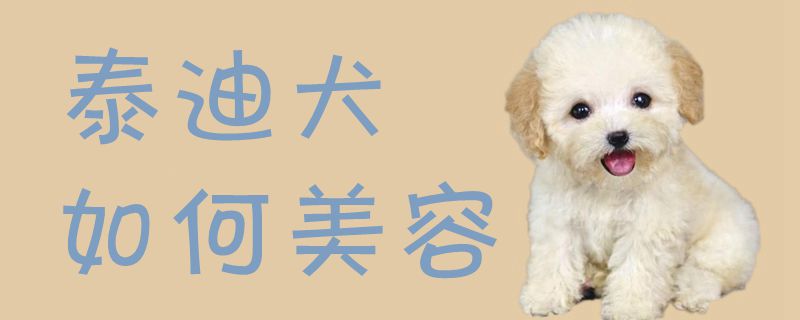 泰迪犬如何美容