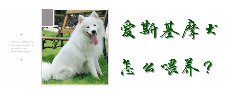 爱斯基摩犬怎么喂养