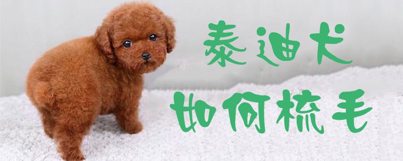 泰迪犬如何梳毛