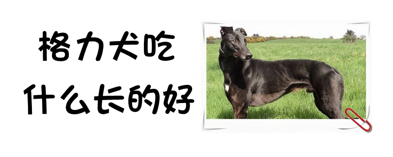 格力犬吃什么长的好