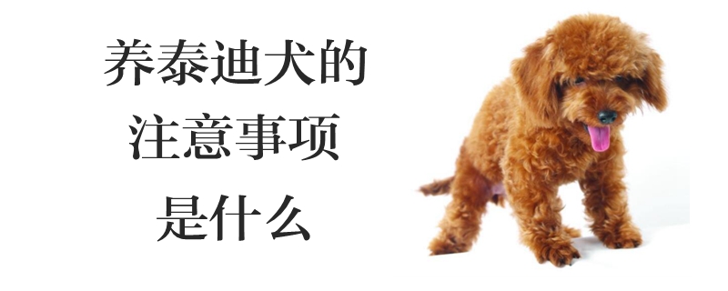 养泰迪犬的注意事项是什么