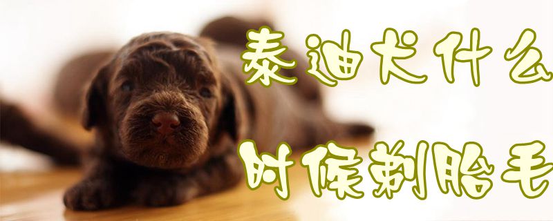 泰迪犬什么时候剃胎毛