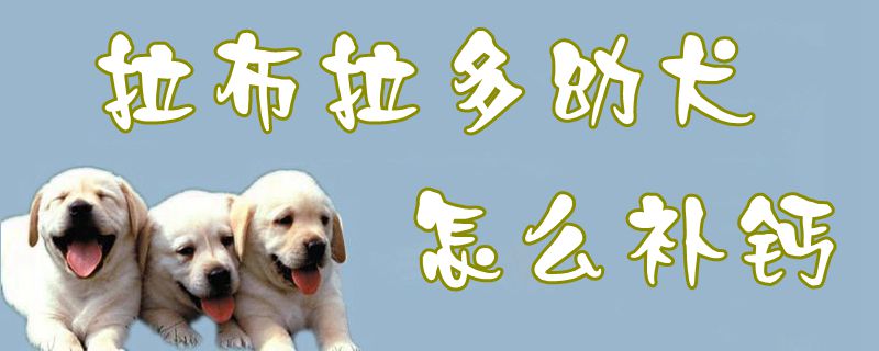 拉布拉多幼犬怎么补钙