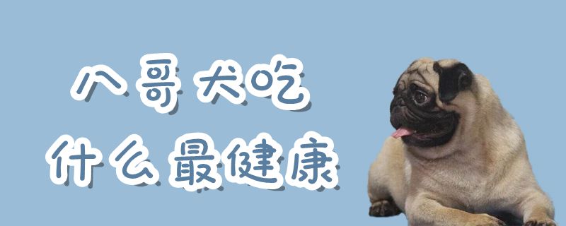 八哥犬吃什么最健康