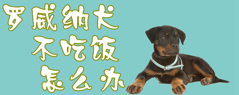 罗威纳犬不吃饭怎么办