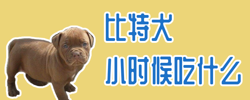 比特犬小时候吃什么