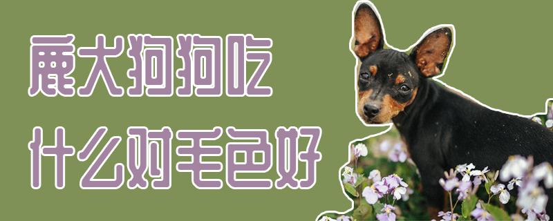 鹿犬狗狗吃什么对毛色好