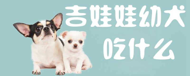 吉娃娃幼犬吃什么