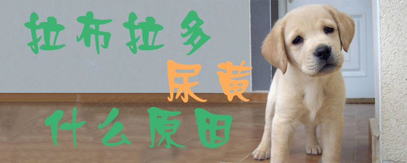 拉布拉多尿黄什么原因