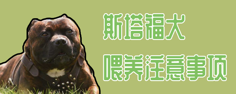 斯塔福犬喂养注意事项