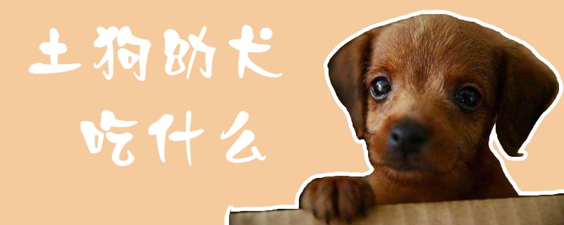 土狗幼犬吃什么