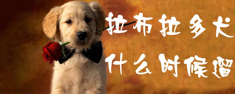 拉布拉多犬什么时候遛