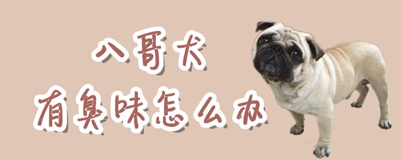 八哥犬有臭味怎么办