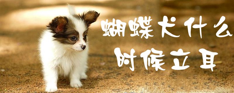 蝴蝶犬什么时候立耳