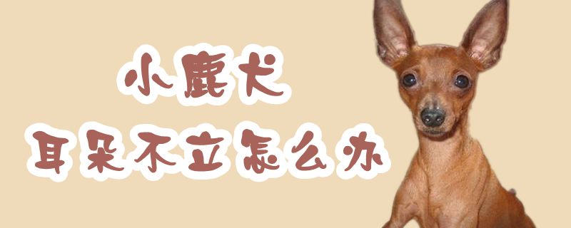 小鹿犬耳朵不立怎么办