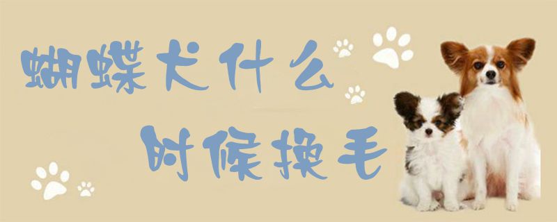 蝴蝶犬什么时候换毛