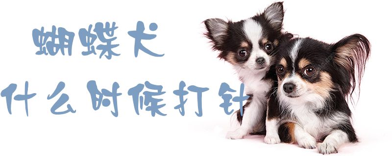 蝴蝶犬什么时候打针